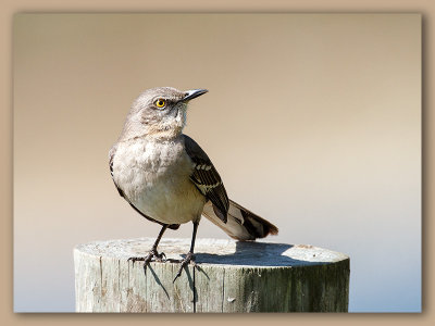 Northern Mockingbird/Moqueur polyglotte, Fl.  2/2