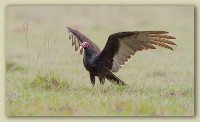 Turkey Vulture/Urubu  tte rouge, Fl   2/2