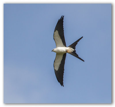 Swallow-Tailed Kite/Milan  queue fourchue
