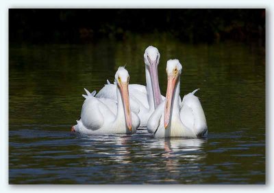 American White Pelican/Plican d'Amrique, Fl;