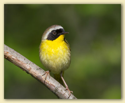 Common Yellowthroat Warbler/Paruline masquée