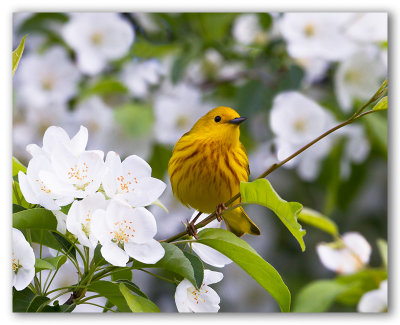 Yellow Warbler/Paruline jaune
