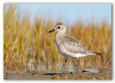 Black-Bellied Plover/Pluvier argenté
