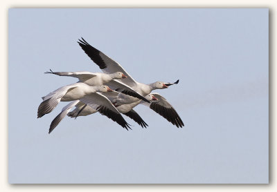 Snow Geese/Oies des neiges