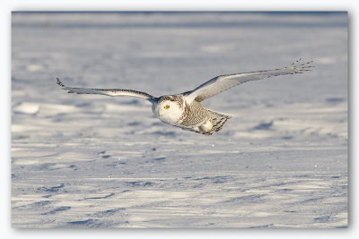 Snowy Owl/Harfang des neiges