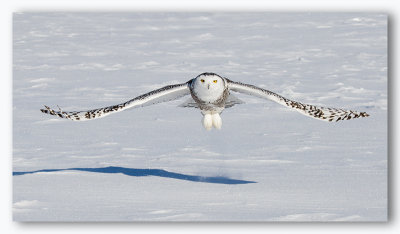 Snowy Owl/Harfang des neiges 1/1