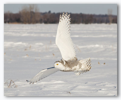 Snowy Owl/Harfang des neiges 2/2