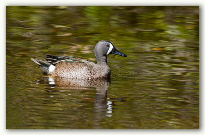 Blue wing Teal/Sarcelle  ailes bleues, Fl.