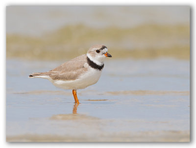 Piping Plover/Pluvier siffleur, Floride