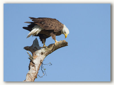 Bald Eagle/Pygargue  tte blanche Fl.