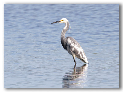 Hybrid Tricolored/White Egret     Hybride Aigrette tri. /Aigrette ?