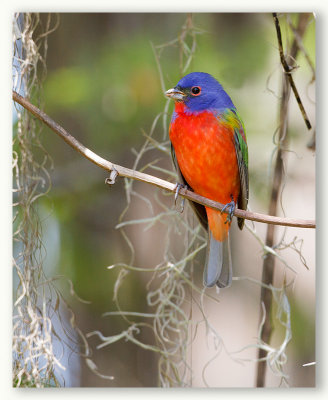 Painted Bunting/Passerin nonpareil, Fl