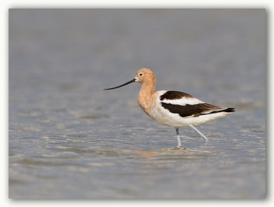 American Avocette/Avocette d'Amrique, Fl.2/2