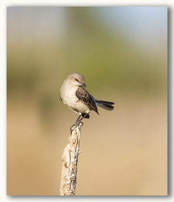 Northern Mockingbird/Moqueur polyglotte, Fl  2/2