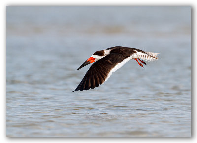 Black Skimmer/Bec-en-ciseaux noir, Fl