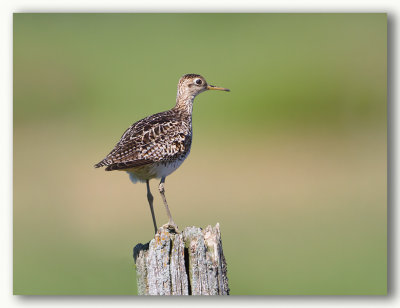 Upland Sandpiper/Maubche des champs