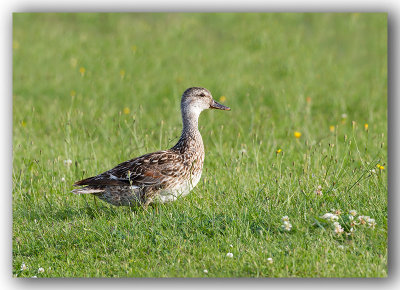 Gadwall/Canard Chipeau