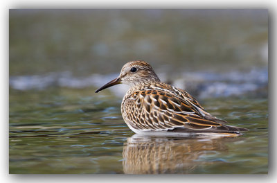 Pectoral Sandpiper/Bécasseau à poitrine cendrée, juvénile