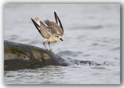 Black bellied Plover/Pluvier argent