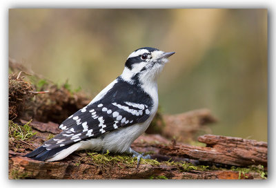 Hairy Woodpecker/Pic chevelu