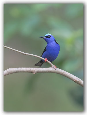 Red legged Honeycreeper/ Guit-guit sa