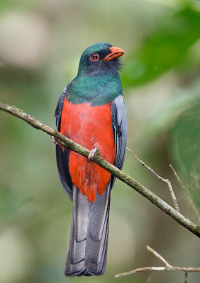 Slaty tailed Trogon Trogon de Massena.jpg