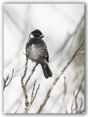Variable Seedeater /Sporophile variable 2/2