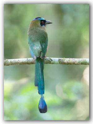 Blue-crowned Motmot/Motmot houtouc