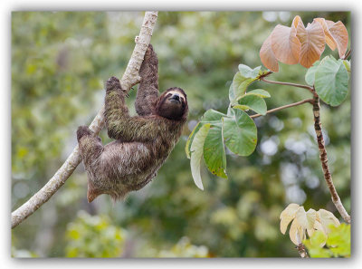 Three-toed Sloth/Paresseux  trois doigts