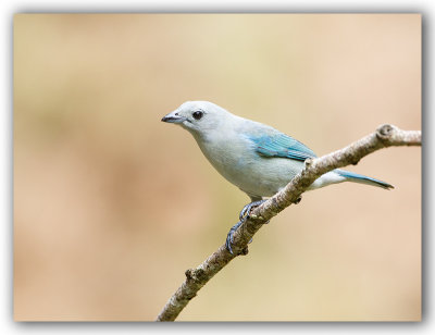 Blue Grey Tanager/Tangara Evque 1/2