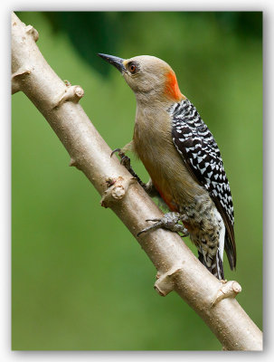 Red-headed Woodpecker Pic a couronne rouge1//2