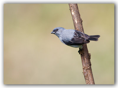 Plain coloured Tanager /Tangara Calliste gris 1/2