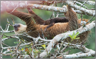 Sloth with baby/ Paresseux et bb.2/2