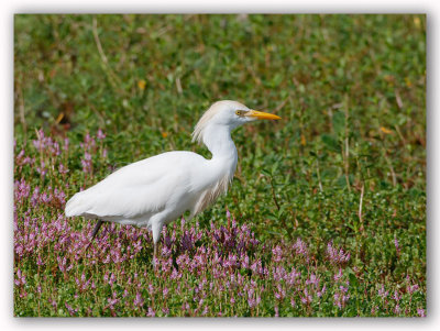 Cattle Egret/Heron garde-boeuf.jpg