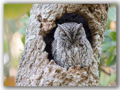 Eastern-Screech-Owl/Petit Duc macul