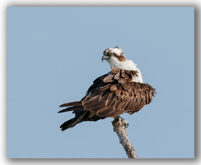 Osprey/Balbuzard pcheur
