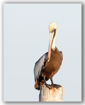 Brown Pelican adult breeding/Pelican  d'amrique adulte  internuptial