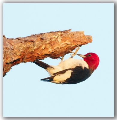 Red-headed Woodpecker/Pic  tete rouge