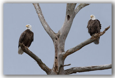 Bald Eagle male and female/Pygargue  tte blanche mle et femelle