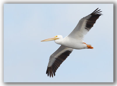 American White Pelican/Pelican dAmrique 1/2