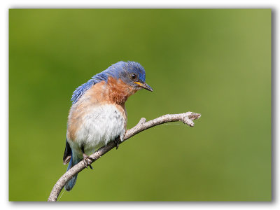 Eastern Bluebird/Merlebleu de l'est 2/2