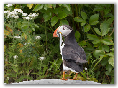 Atlantic Puffin/Macareux moine