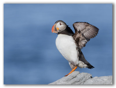 Atlantic Puffin/Macareux moine