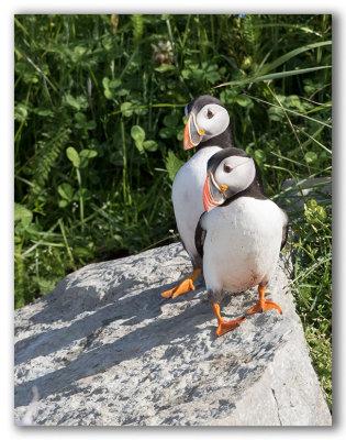 Atlantic Puffin/Macareux moine