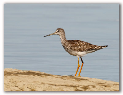 Greater Yellowlegs/Grand Chevalier