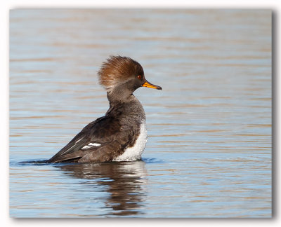 Hooded Merganser F./Harle couronné F.