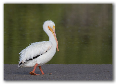 American White Pelican/Plican d'Amrique 