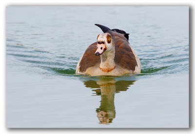 Egyptian goose/Ouette d'gypte