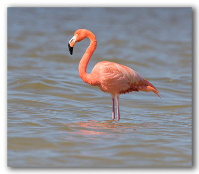 Greater Flamingo/Flamant rose
