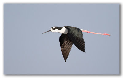 Black Neck Stilt/chasse d'Amrique